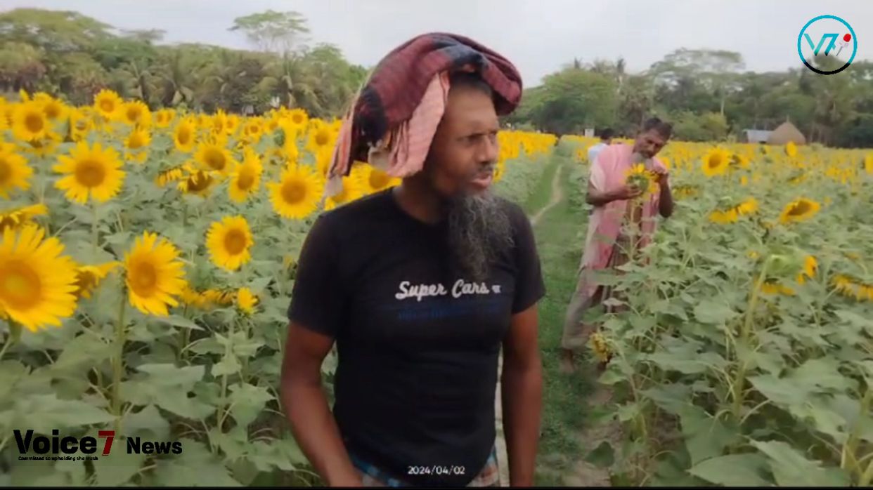 Farmers disclosed that some of them had started growing sunflowers on purpose because they knew the oil would have commercial value and be beneficial to health.